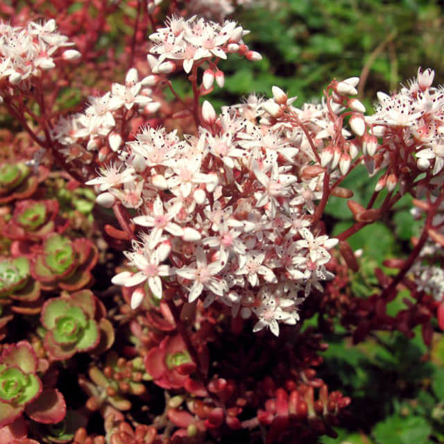 Sedum album