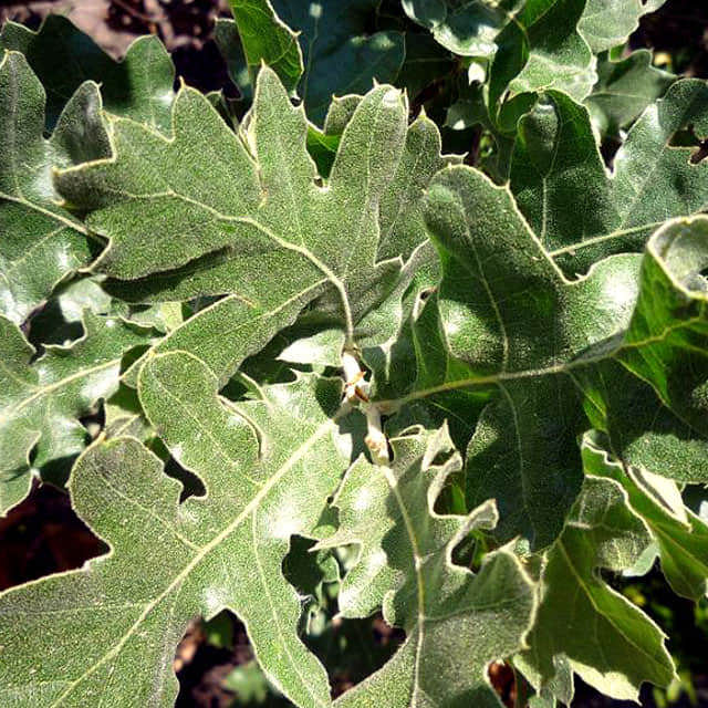 Quercus ithaburensis