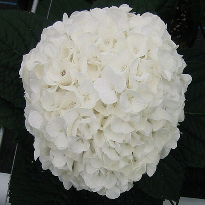 Hydrangea macrophylla Magical Pearl Sticky Leaves