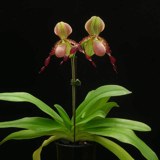 Paphiopedilum x