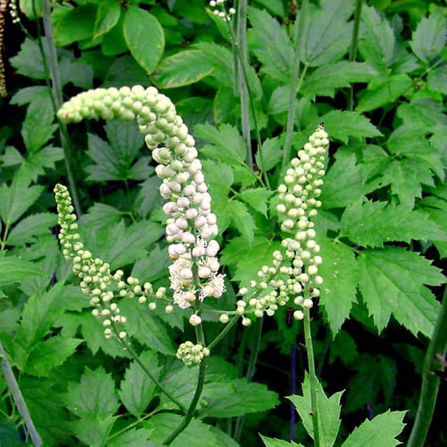 Actaea racemosa