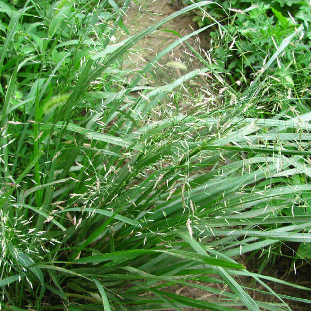 Eragrostis elliotii