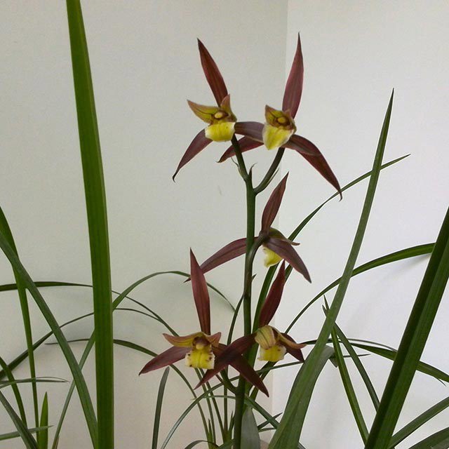 Cymbidium Kanran