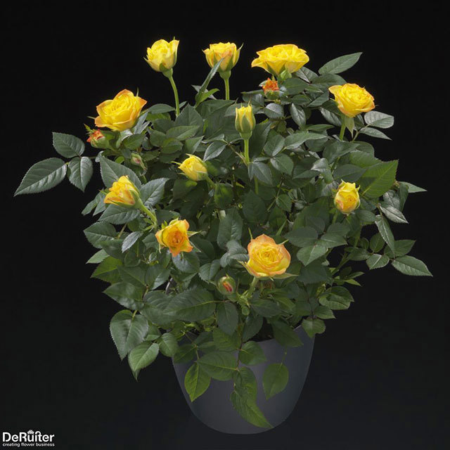 Mini Rose Amazing Jewel Sticky Leaves