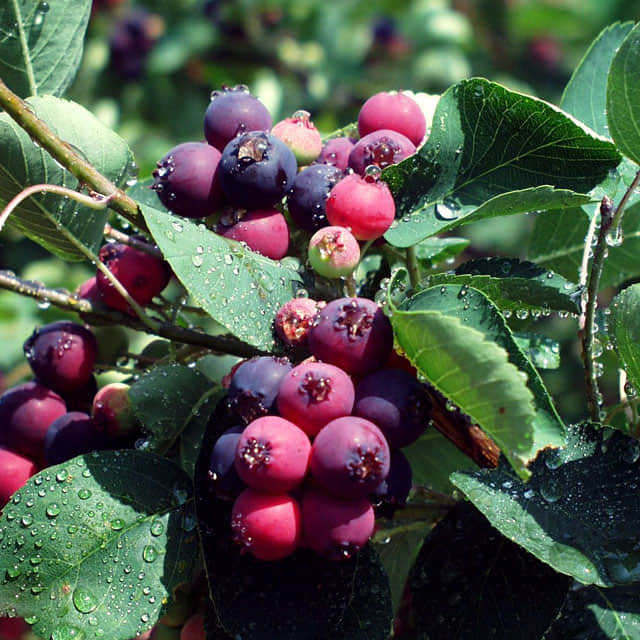 Amelanchier alnifolia