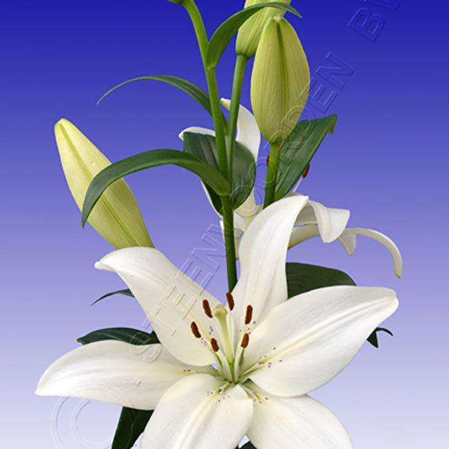 Lilium Logan