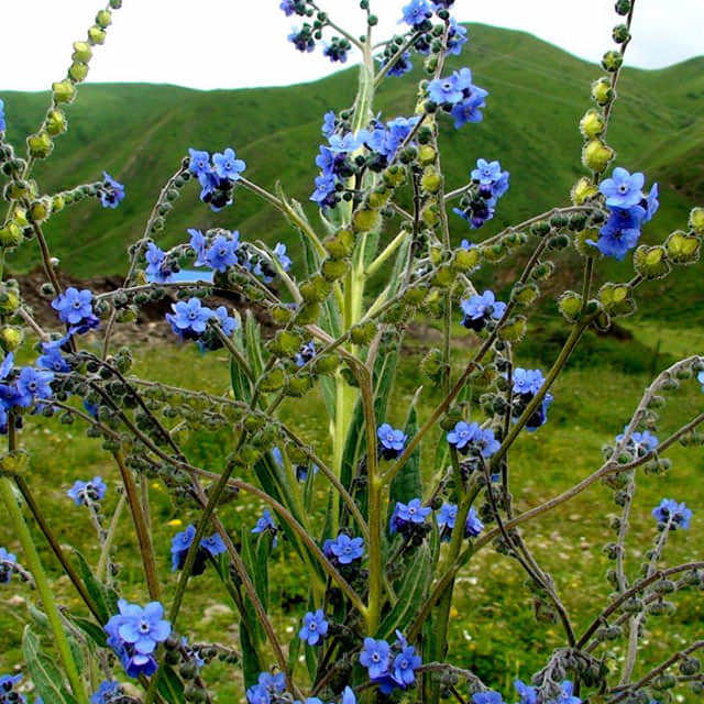 Cynoglossum amabile