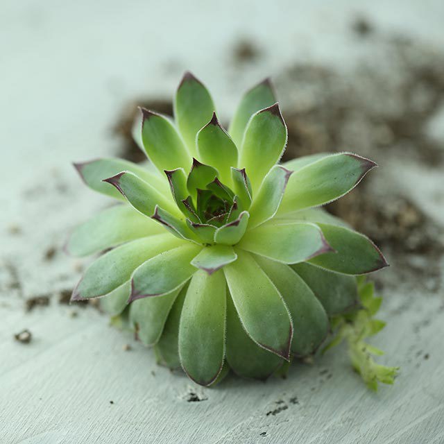 Sempervivum tectorum