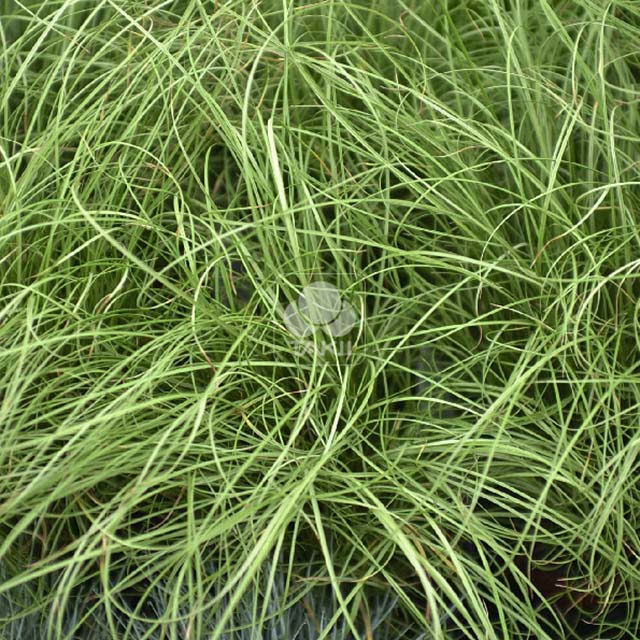 Carex Frosted Curls