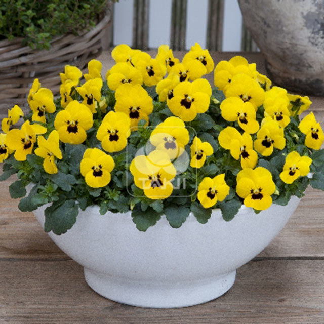 Viola cornuta Yellow Blotch 10 Leggy Stems