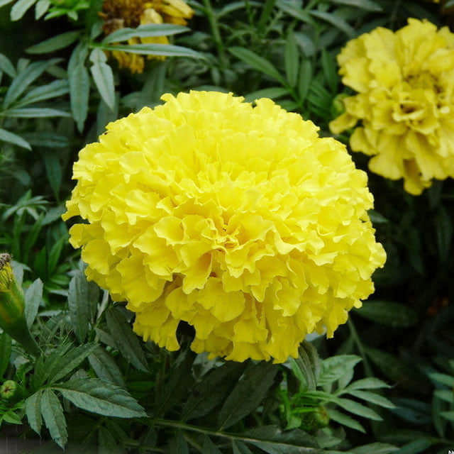 Tagetes lucida