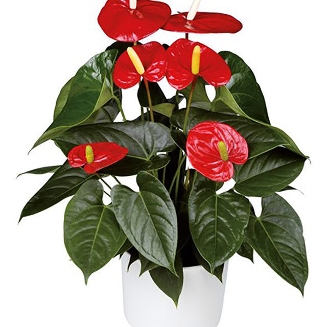Anthurium andraeanum Turenza Yellow Leaves