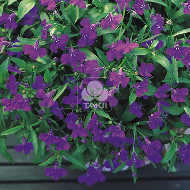 Lobelia erinus Aqua Blue
