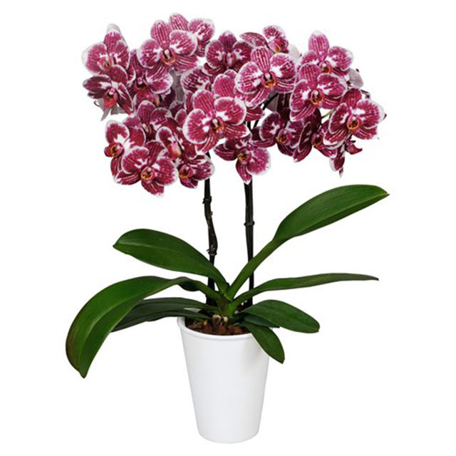 Phalaenopsis Toledo