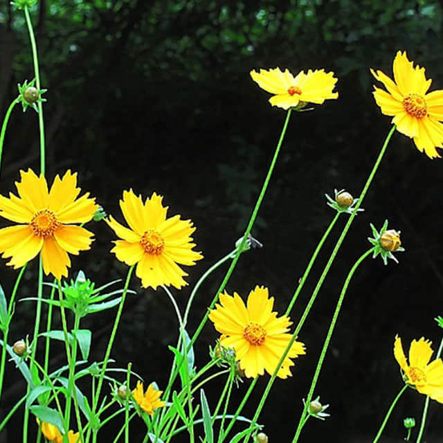 Encelia farinosa