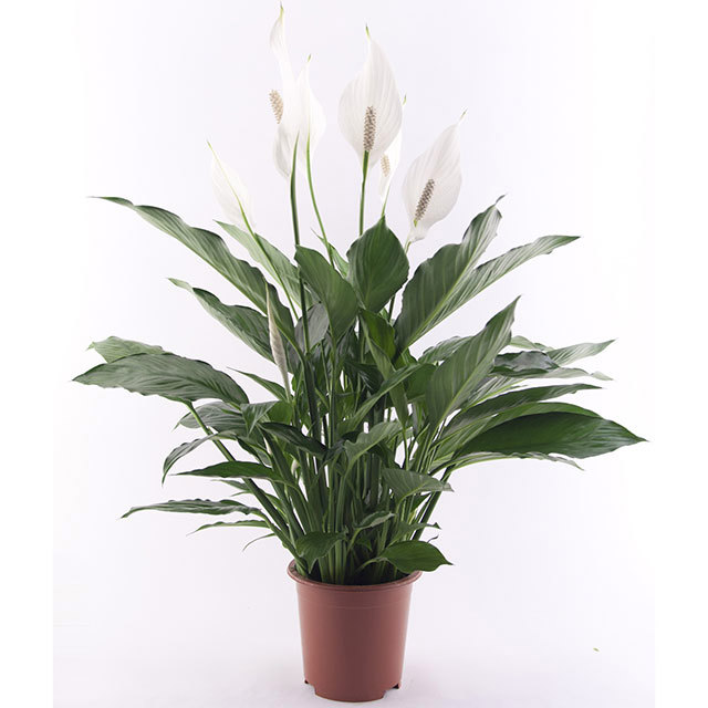 Spathiphyllum Zero Cupido Drooping Leaves