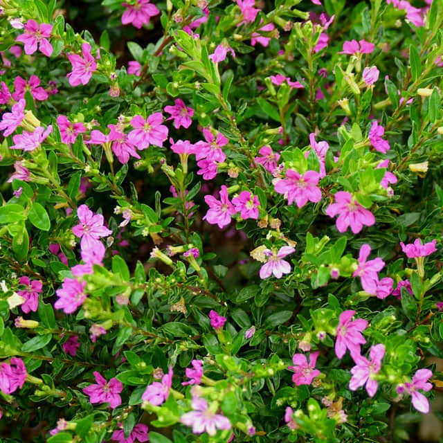 Syringa villosa