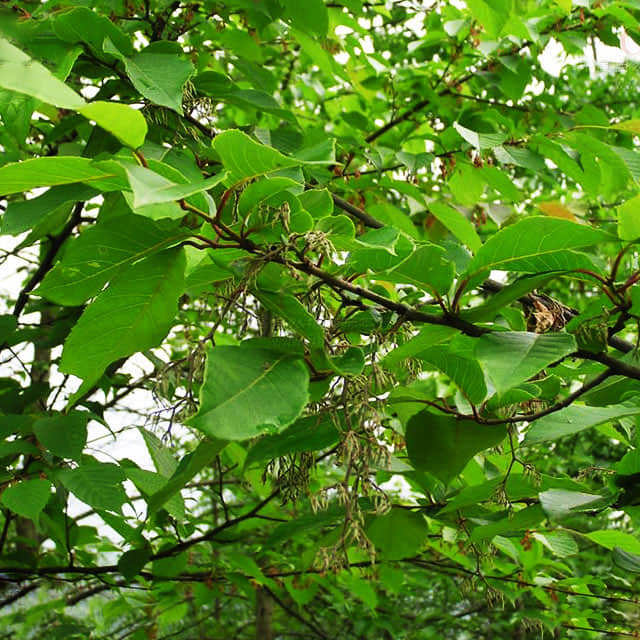 Pterostyrax psilophyllus