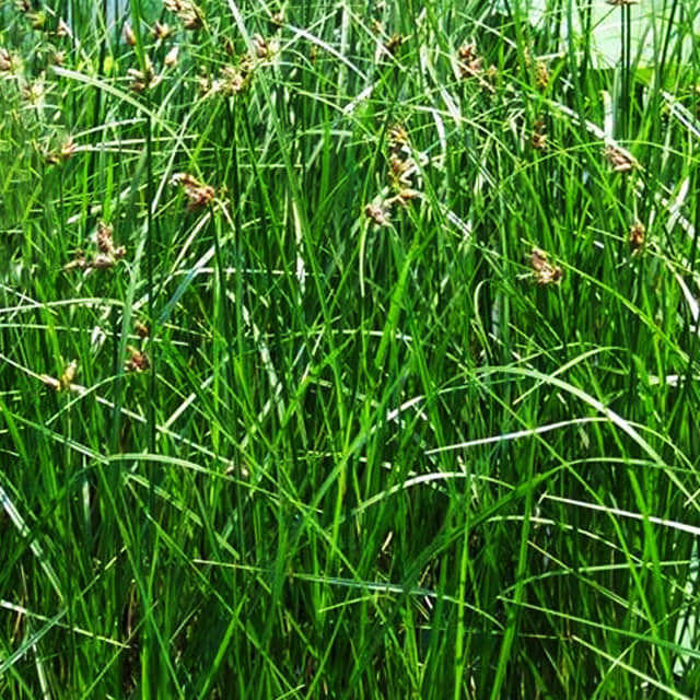 Scirpus cernuus
