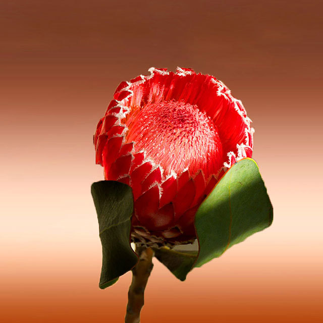 Protea Lady Di