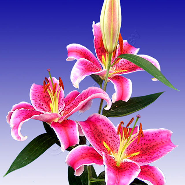 Lilium oriental Stargazer White Powder