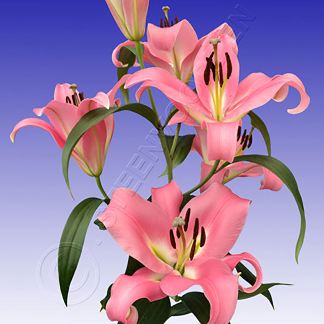 Lilium Pink Palace White Cottony Spots