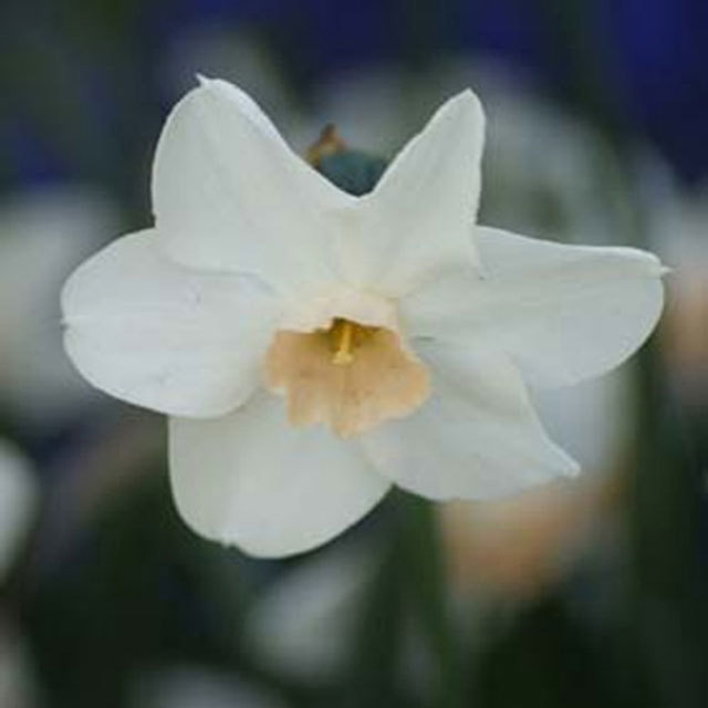 Narcissus Bellsong