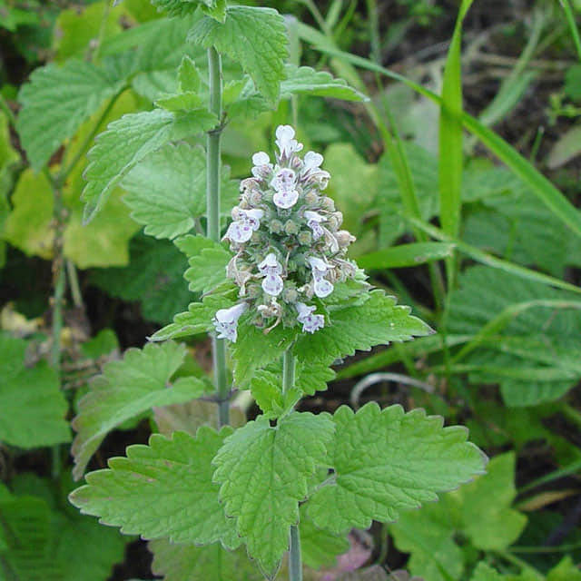 Nepeta cataria