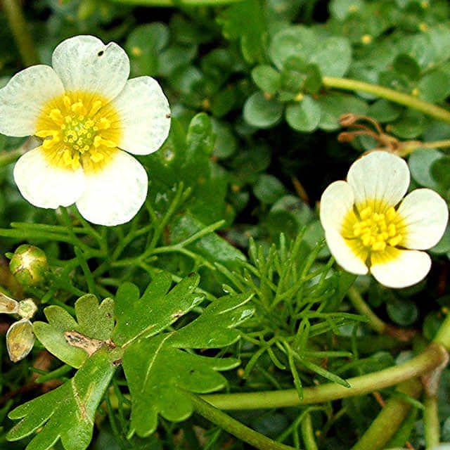 Ranunculus aquatilis
