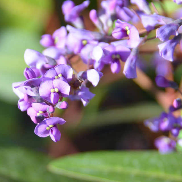 Hardenbergia violacea