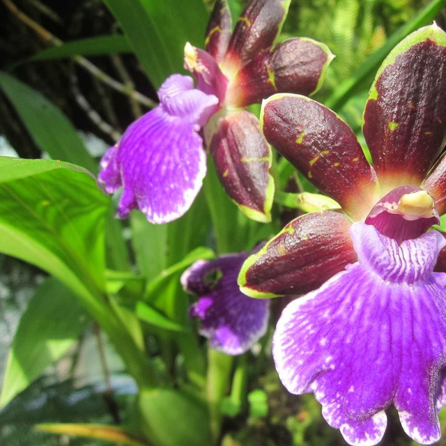 Zygopetalum Orchid