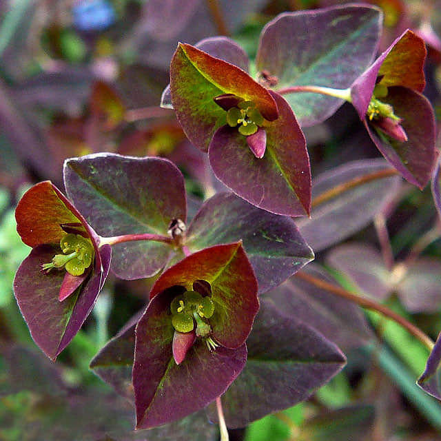Euphorbia dulcis Chameleon