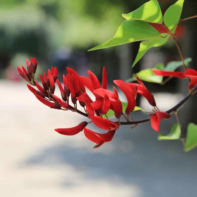 Erythrina corallodendron