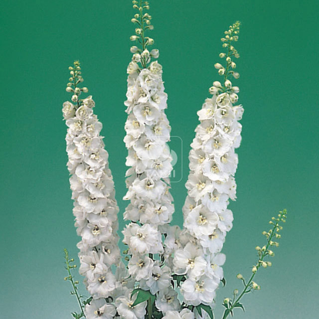 Delphinium Aurora F1 White White Powder