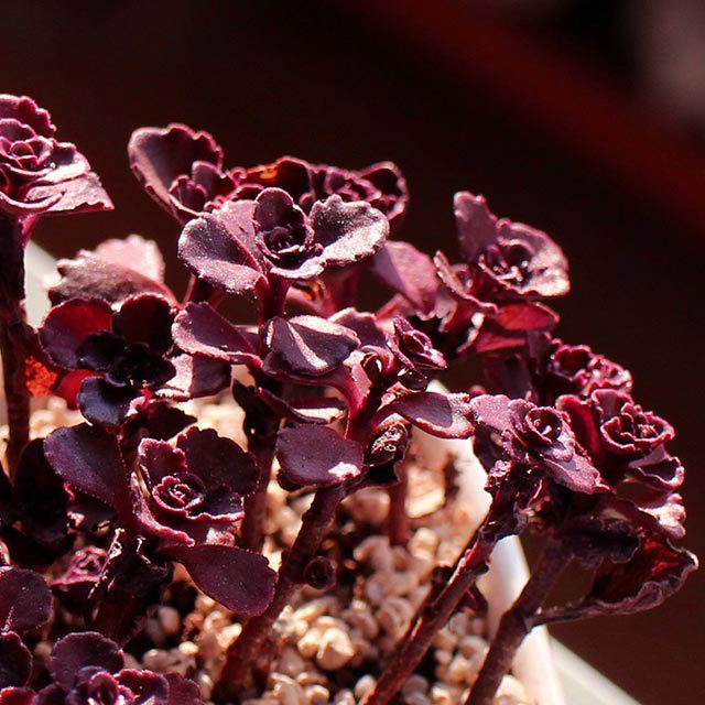 Sedum spurium