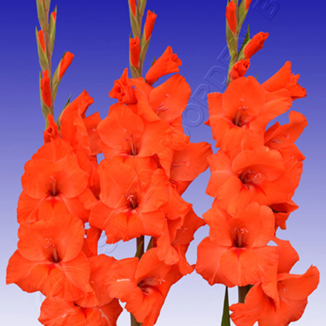 Gladiolus Hunting Song