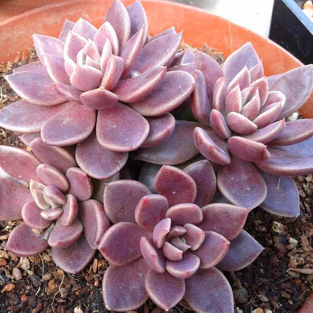 Sinocrassula indica White Cottony Spots