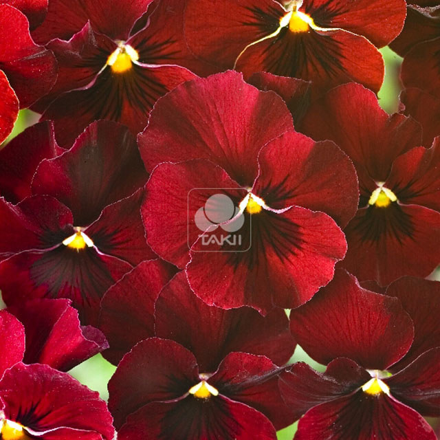 Viola cornuta Red
