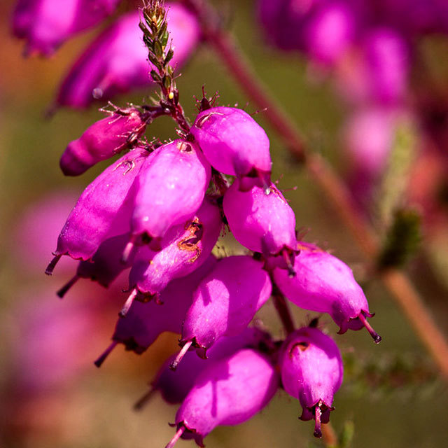Erica ciliaris
