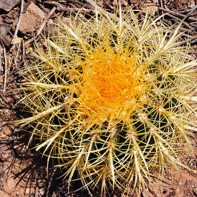 Ferocactus cylindraceus
