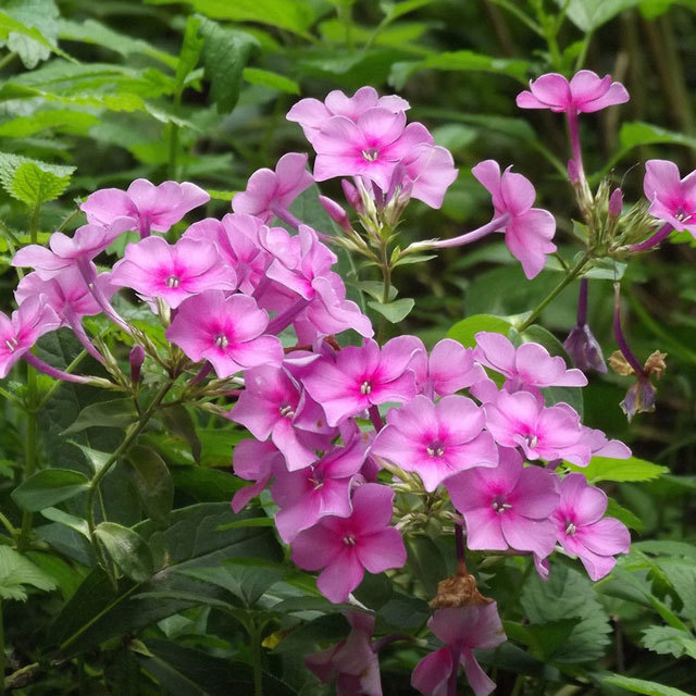Phlox divaricata