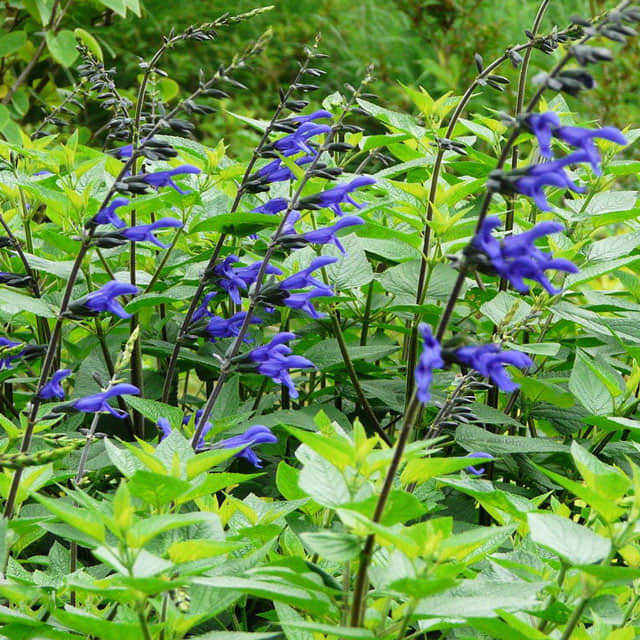 Salvia guaranitica