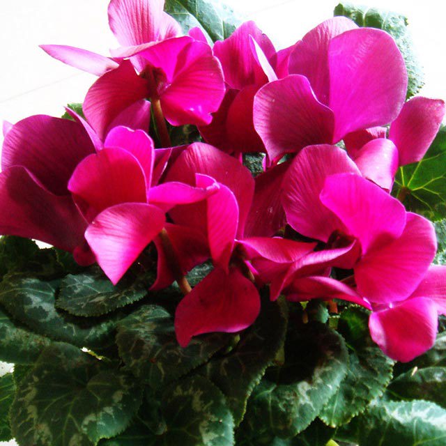 Cyclamen persicum