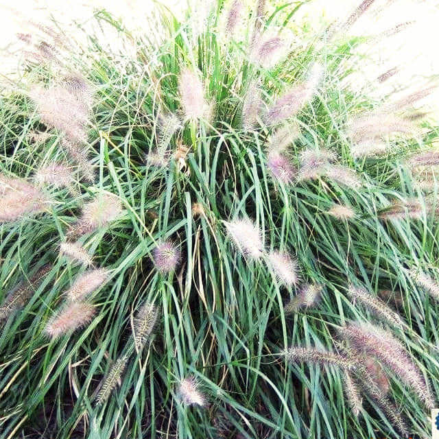 Pennisetum orientale