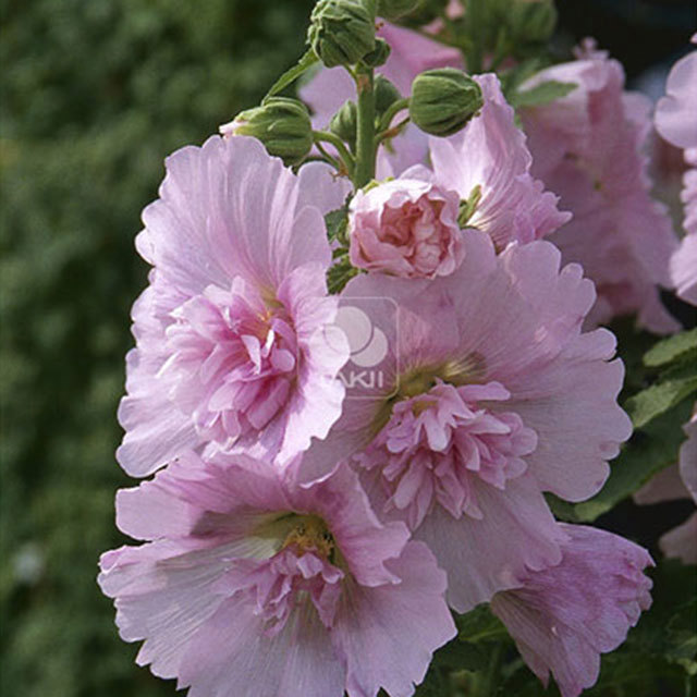 Alcea rosea Pink