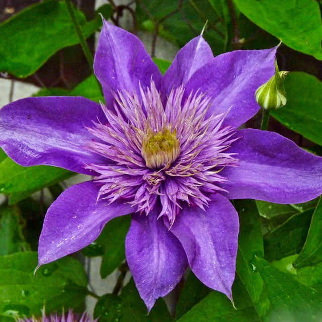 Clematis lanuginosa
