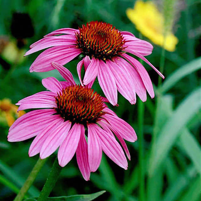 Echinacea angustifolia