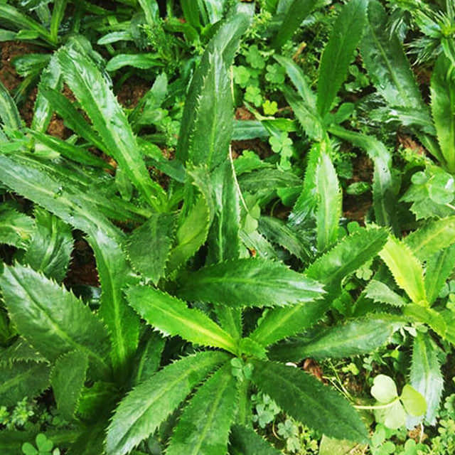 Eryngium foetidum
