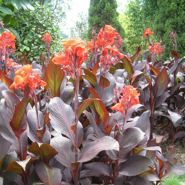 Canna warszewiczii