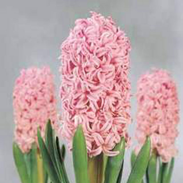 Hyacinthus orientalis Marconi Tiny Black Flies
